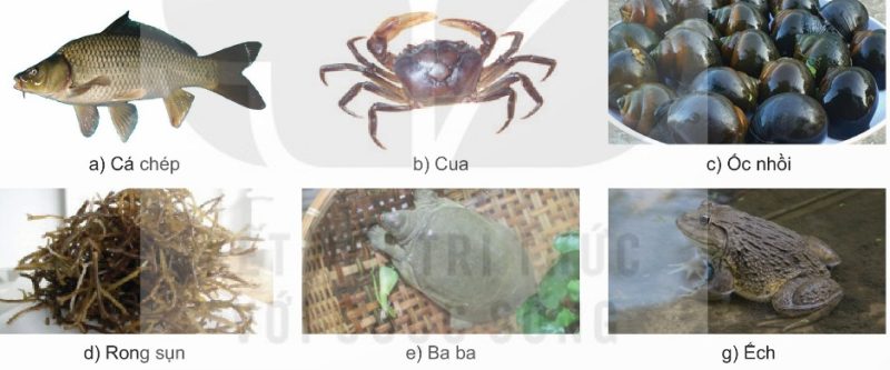 Phân loại thủy sản theo đặc điểm cấu tạo