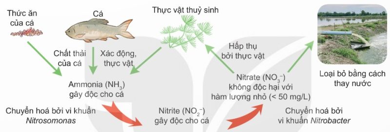 Quá trình chuyển hóa nitrogen trong môi trường nuôi thủy sản nhờ vi sinh vật