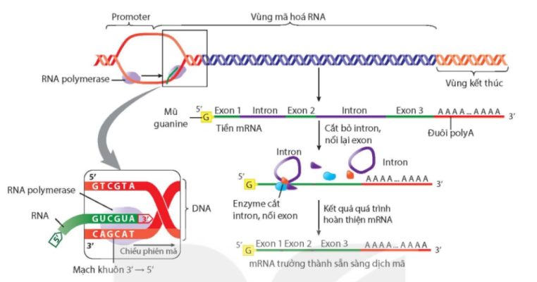 Quá trình phiên mã và hoàn thiện mRNA ở sinh vật nhân thực