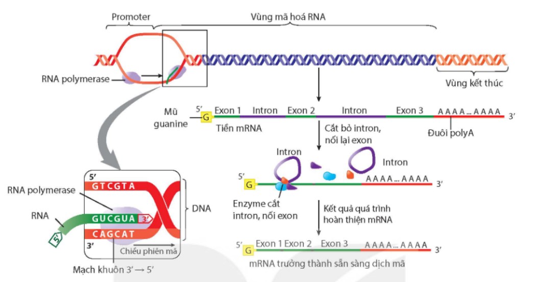 Sơ đồ phiên mã và hoàn thiện mRNA ở nhân thực