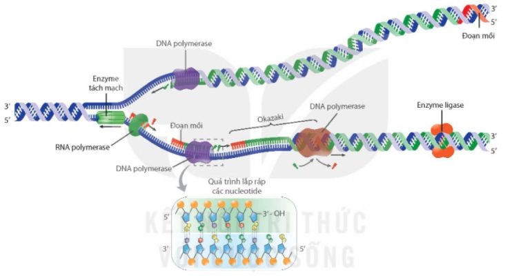 Quá trình tái bản DNA tại một chạc sao chép