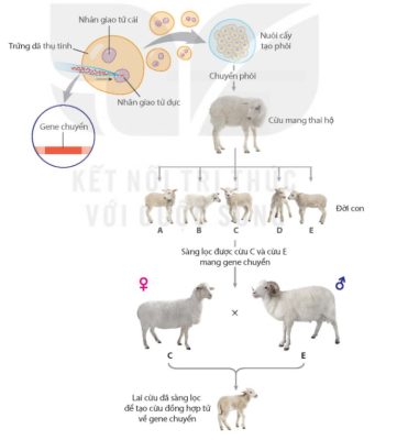 Quy trình tạo cừu biến đổi gene