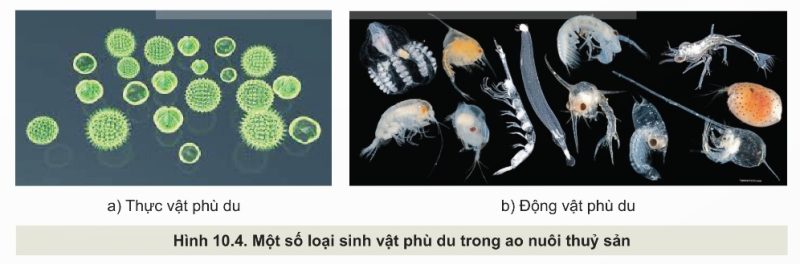 Sinh vật phù du