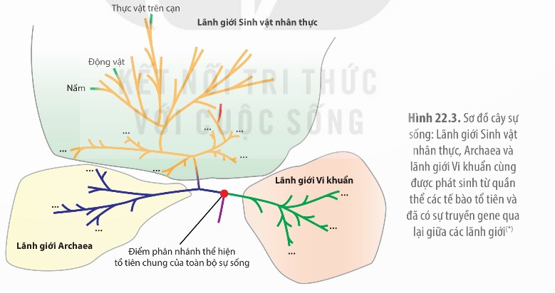 Sơ đồ cây sự sống ba lãnh giới