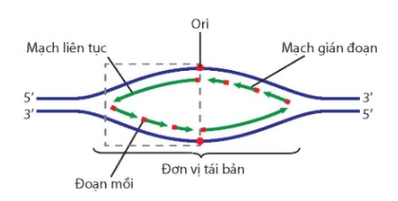 Sơ đồ khái quát quá trình tái bản DNA