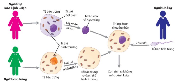 Sơ đồ kĩ thuật loại trừ gene gây bệnh trong ti thể