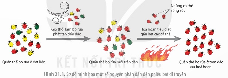 Sơ đồ minh họa một số nguyên nhân dẫn đến phiêu bạt di truyền