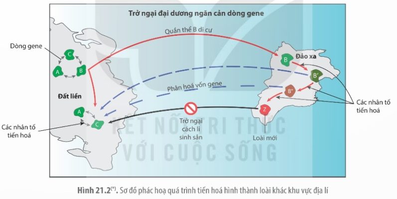 Sơ đồ phác họa quá trình tiến hóa hình thành loài khác khu vực địa lí