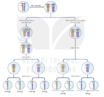 Sơ đồ tế bào học của hoán vị gene