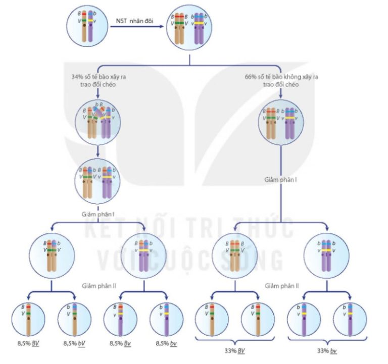 Sơ đồ tế bào học của hoán vị gene