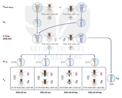 Sơ đồ thí nghiệm hoán vị gene của Morgan trên ruồi giấm