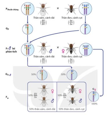 Sơ đồ thí nghiệm liên kết gene của Morgan trên ruồi giấm