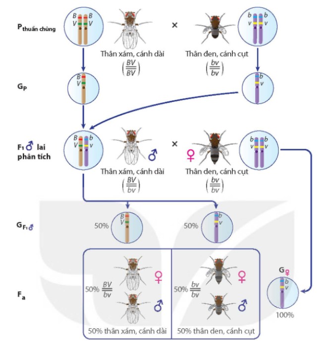 Sơ đồ thí nghiệm liên kết gene của Morgan