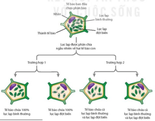 Sự phân chia ngẫu nhiên, không đồng đều các lục lạp trong nguyên phân tạo ra các tế bào con có số lượng và kiểu lục lạp khác nhau