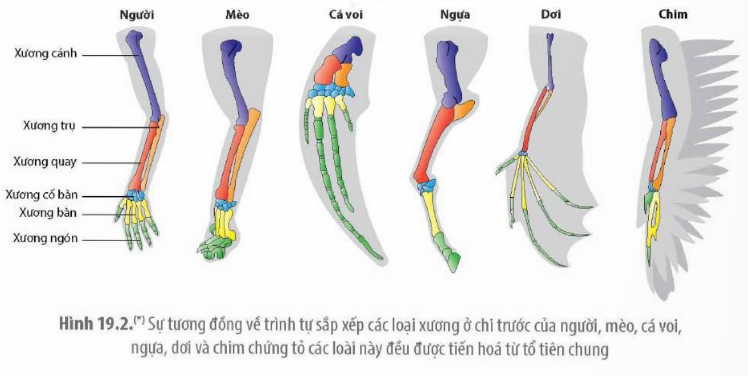 Sự tương đồng về trình tự sắp xếp các loại xương ở chi trước của người, mèo, cá voi, ngựa, dơi và chim