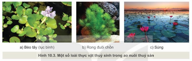 Thực vật thủy sinh