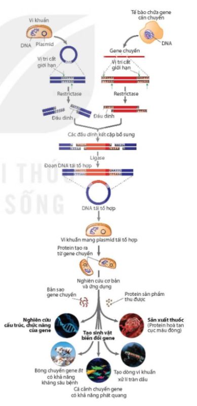 Sơ đồ nguyên lí tạo DNA tái tổ hợp ở E. coli