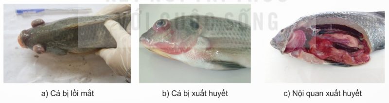Triệu chứng và bệnh tích bệnh lồi mắt ở cá rô phi (Ảnh Sách KNTT)