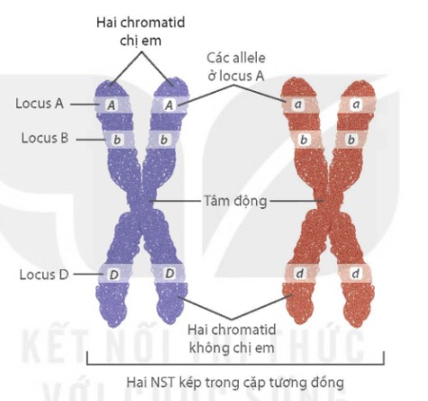 Vị trí các gene trên cặp NST tương đồng