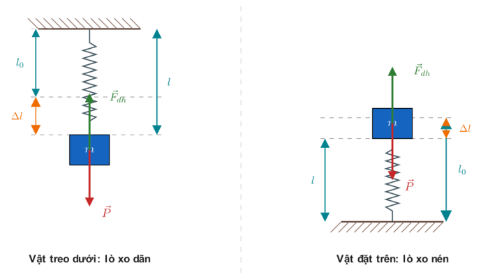 hai trường hợp: vật treo dưới lò xo (lò xo dãn) và vật đặt trên lò xo (lò xo nén)