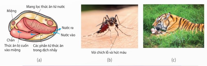 Ăn lọc ở trai (a), ăn hút ở muỗi (b) và ăn thức ăn rắn kích cỡ khác nhau ở hổ (c) (Ảnh Sách KNTT)