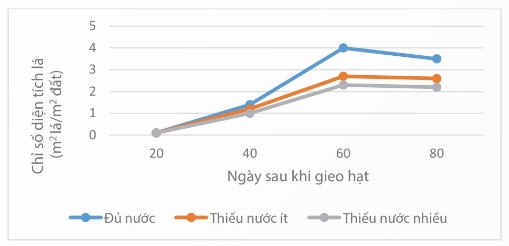 Ảnh hưởng của chế độ tưới nước đến chỉ số diện tích lá của cây ngô (Ảnh Sách KNTT)