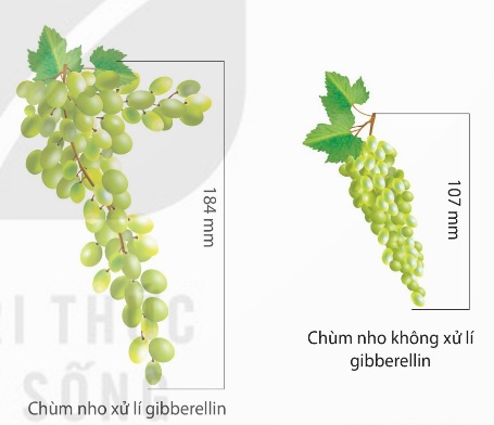Ảnh hưởng của gibberellin đến chiều dài của cuống quả và chùm nho không hạt
