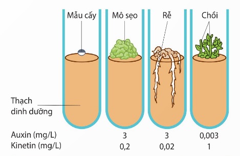 Ảnh hưởng của kinetin (cytokinin tổng hợp) và auxin đến sự hình thành chồi ở mô sẹo (callus) trong nuôi cấy mô, tế bào thực vật (Ảnh Sách KNTT)