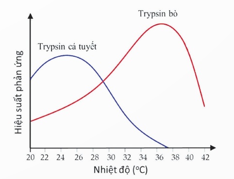 Ảnh hưởng nhiệt độ đến hoạt tính trypsin ở bò và cá tuyết (Ảnh Sách KNTT)
