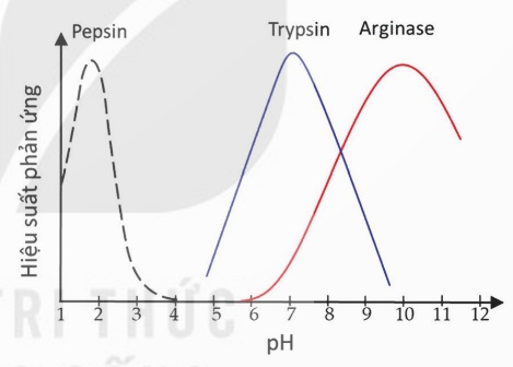 Ảnh hưởng pH đến hoạt tính pepsin, trypsin, arginase (Ảnh Sách KNTT)