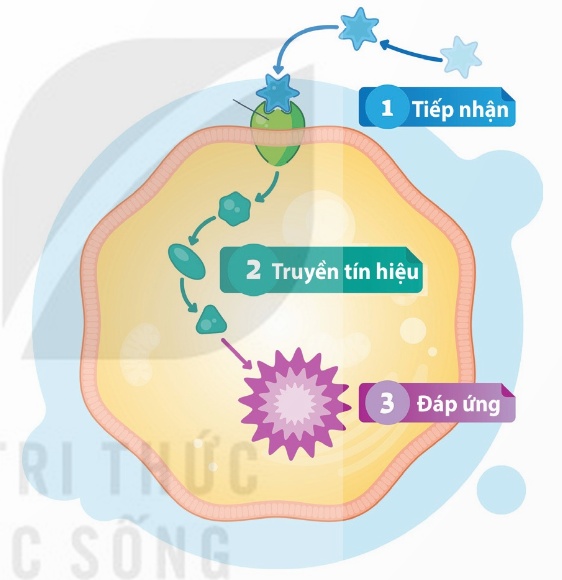 Ba giai đoạn truyền tin trong tế bào (Ảnh Sách KNTT)
