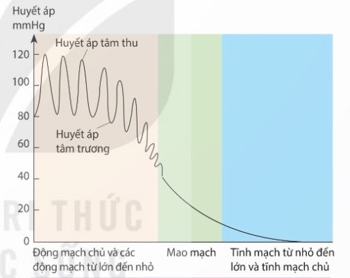 Biến động của huyết áp trong hệ mạch (Ảnh Sách KNTT)
