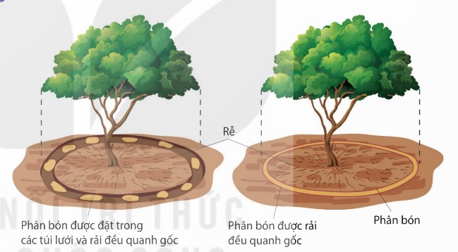 Biện pháp bón phân quanh gốc kích thích rễ sinh trưởng theo chiều rộng (Ảnh Sách KNTT)