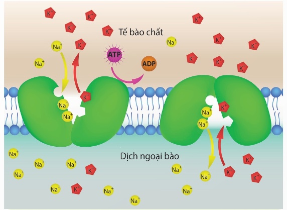 Bơm Na-K sử dụng năng lượng ATP (Ảnh Sách KNTT)