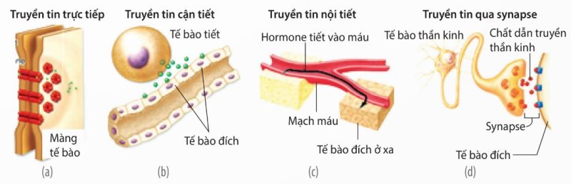 Bốn cách truyền tin: trực tiếp (a), cận tiết (b), nội tiết (c), qua synapse (d) (Ảnh Sách KNTT)