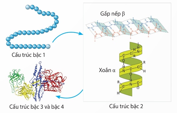 Các bậc cấu trúc protein