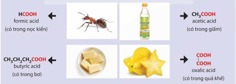 Các carboxylic acid trong tự nhiên (Ảnh Sách KNTT)