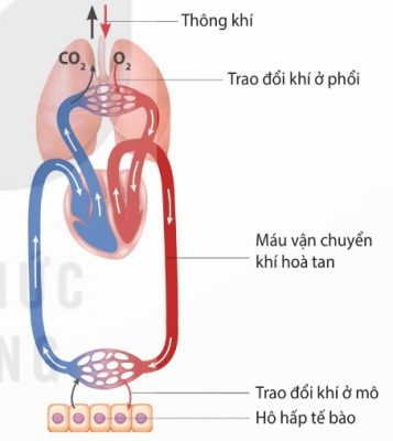 Các giai đoạn của quá trình hô hấp ở người và Thú (Ảnh Sách KNTT)