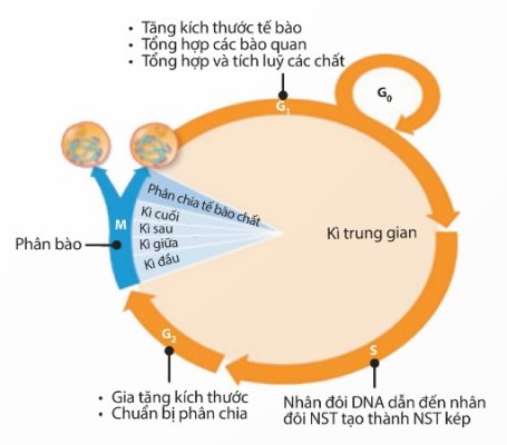 Các giai đoạn trong chu kì tế bào (Ảnh Sách KNTT)