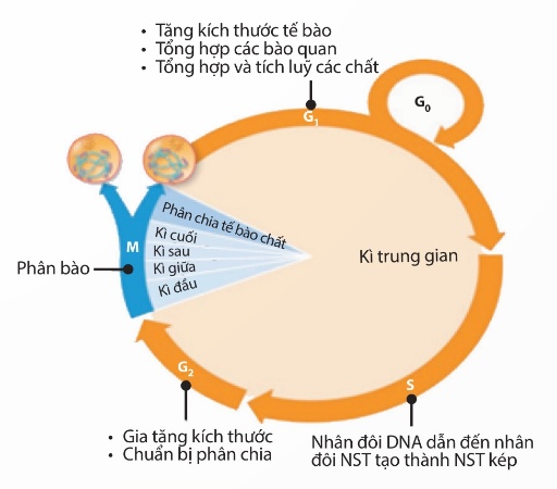 Các giai đoạn trong chu kì tế bào (Ảnh Sách KNTT)