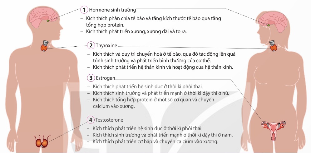Các hormone ảnh hưởng đến sinh trưởng và phát triển ở người