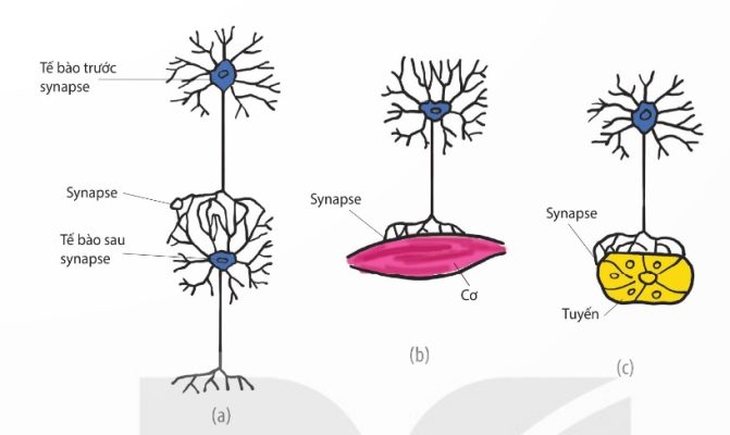 Các kiểu synapse: synapse thần kinh – thần kinh (a), synapse thần kinh – cơ (b), synapse thần kinh – tuyến (c) (Ảnh Sách KNTT)
