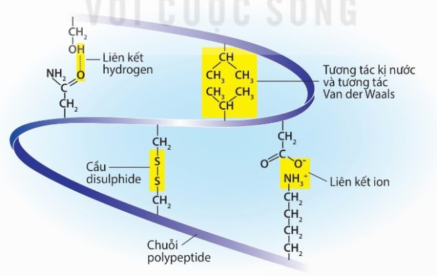Các liên kết duy trì cấu trúc không gian protein