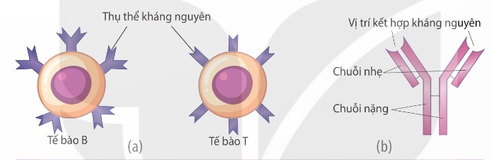 Các thụ thể kháng nguyên trên tế bào B, tế bào T (a) và kháng thể (b)