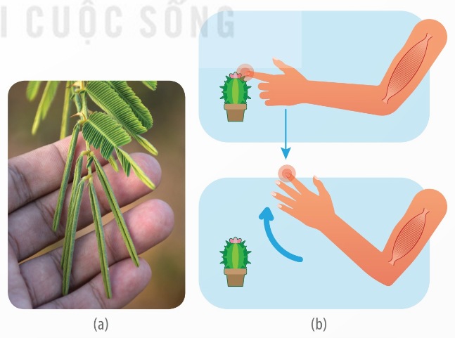 Cảm ứng thực hiện ở cây trinh nữ (a) và ở người (b) (Ảnh Sách KNTT)