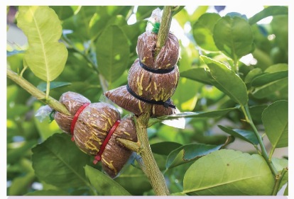 Cành chiết ra rễ trên cây cam (Ảnh Sách KNTT)