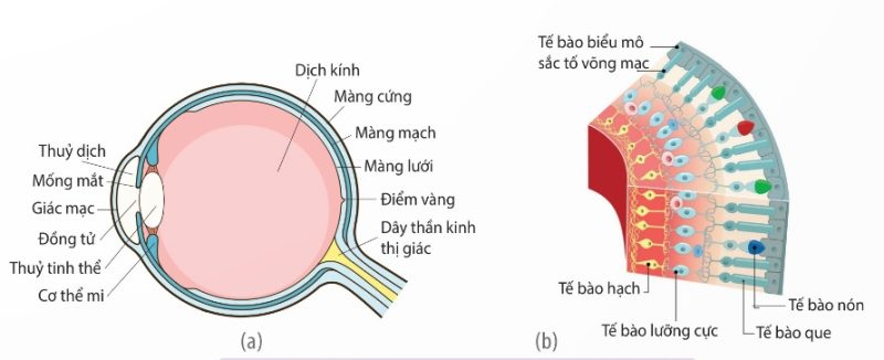 Cấu tạo cầu mắt (a) và cấu tạo màng lưới (b) (Ảnh Sách KNTT)