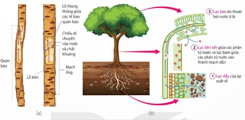 Cấu tạo của mạch gỗ (a) và các động lực của dòng mạch gỗ (b) (Ảnh sách KNTT)