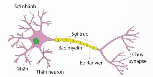 Cấu tạo của neuron có bao myelin (Ảnh Sách KNTT)