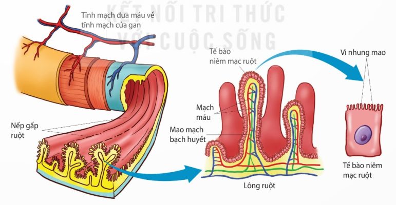 Cấu tạo của ruột non, lông ruột và tế bào niêm mạc ruột (Ảnh Sách KNTT)
